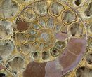 Cut & Polished, Jurassic Ammonite Fossil - Madagascar #51251-1